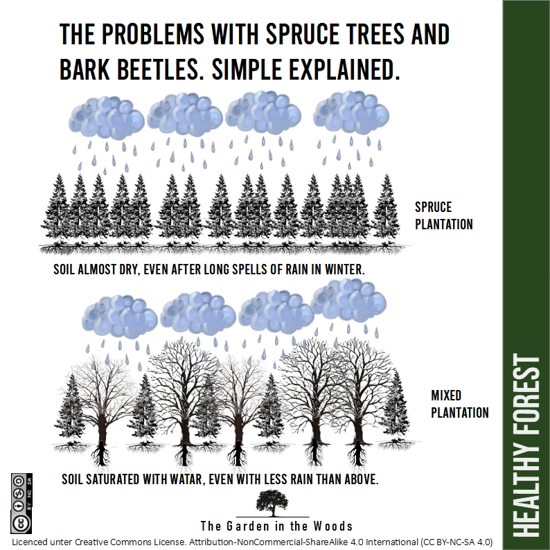 learning from the bark beetle crisis in bruce tree forests.