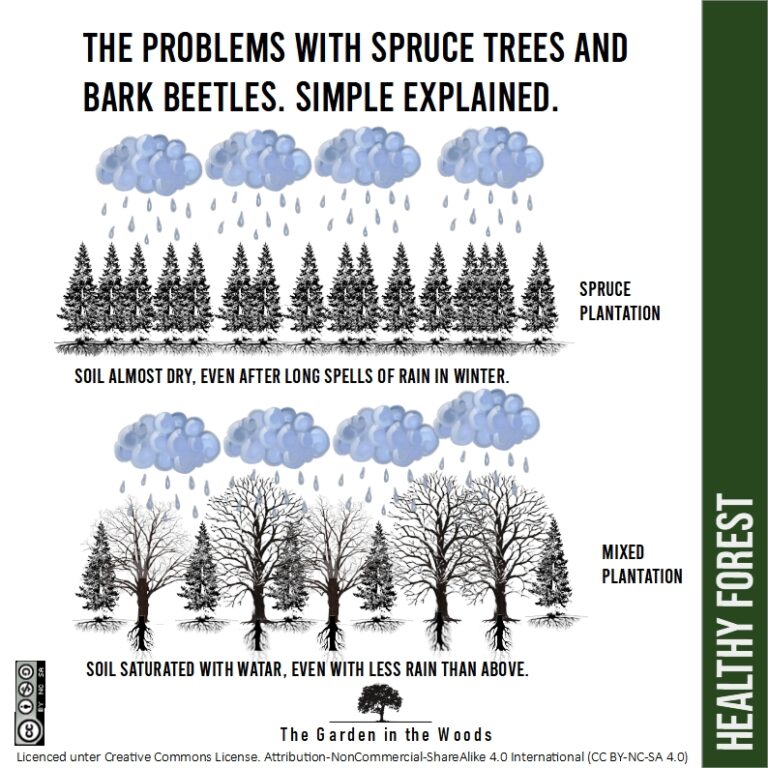 Enhancing Tree Health in the Aftermath of Bark Beetle Infestation