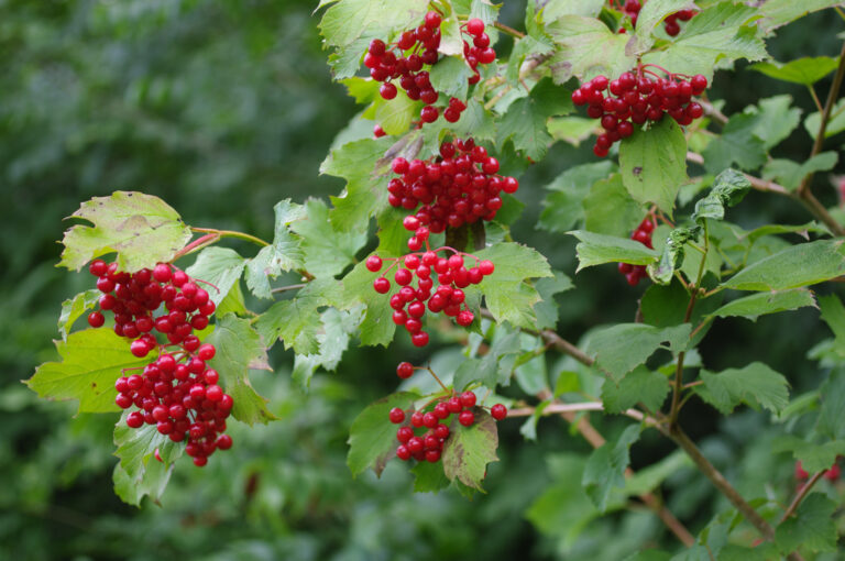 Gemeiner Schneeball Heilwirkung Vogelnahrung. bienennahrung