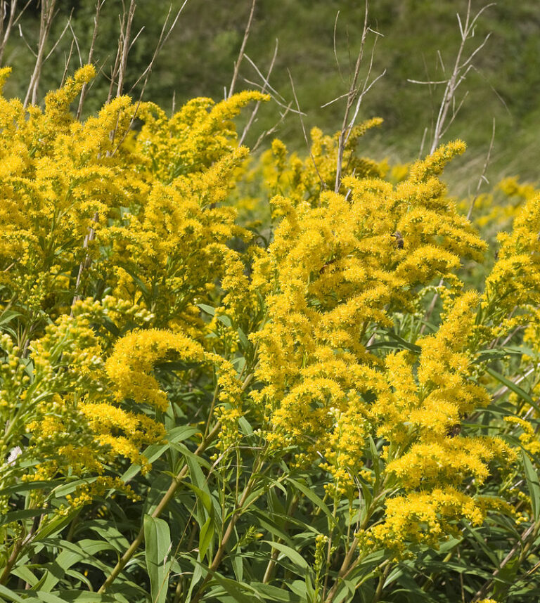Goldrute Blase, Nieren, Harnwege – die Heilpflanze, die alles verbindet