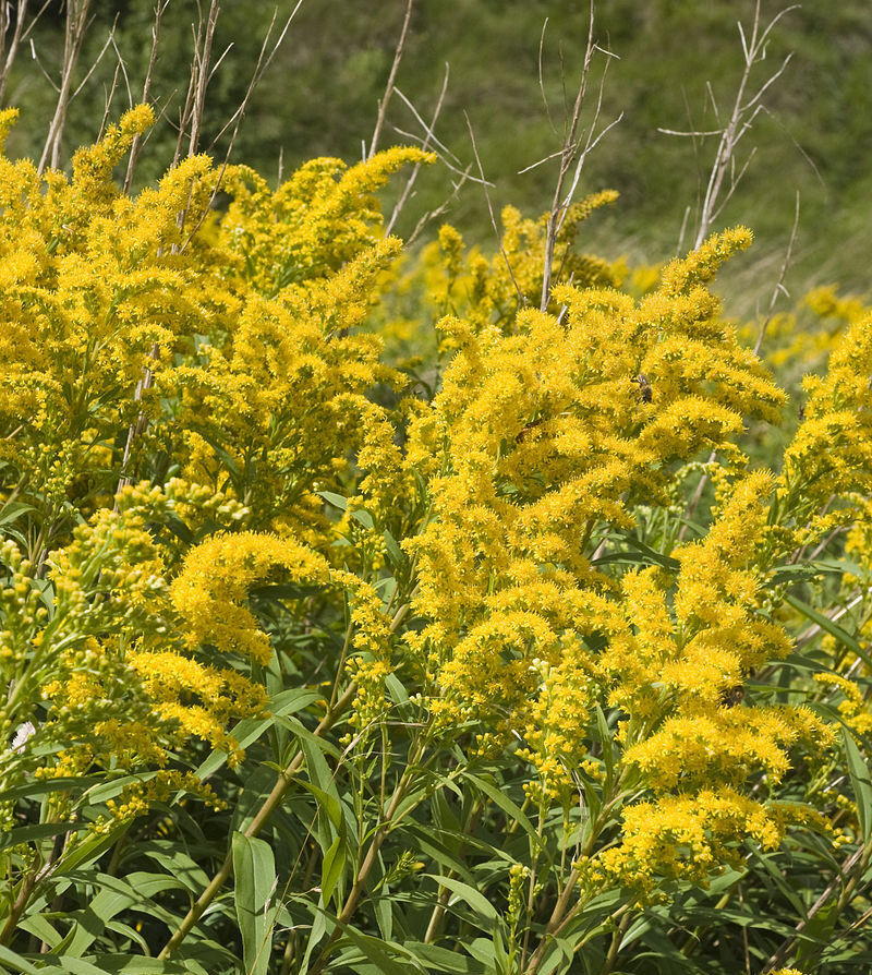 Goldrute Blase, Nieren, Harnwege – die Heilpflanze, die alles verbindet