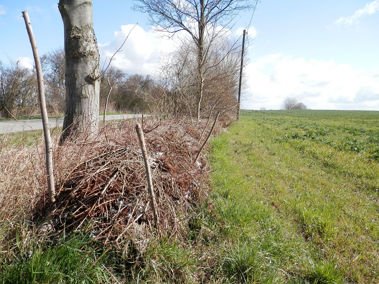 Eine Bentjeshecke Totholzhecke als Begrenzung an einem Feldacker. 
