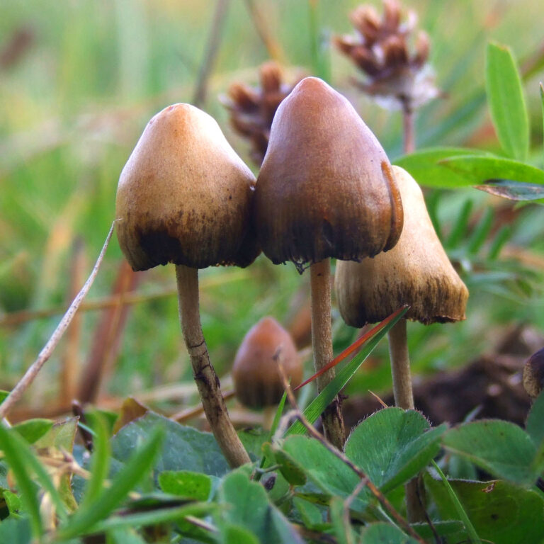Psilocybin Pilz macht jünger.