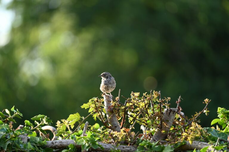 Ein Vogel sitzt auf einer reifen Bentjeshecke Totholzhecke und geniesst das Leben.