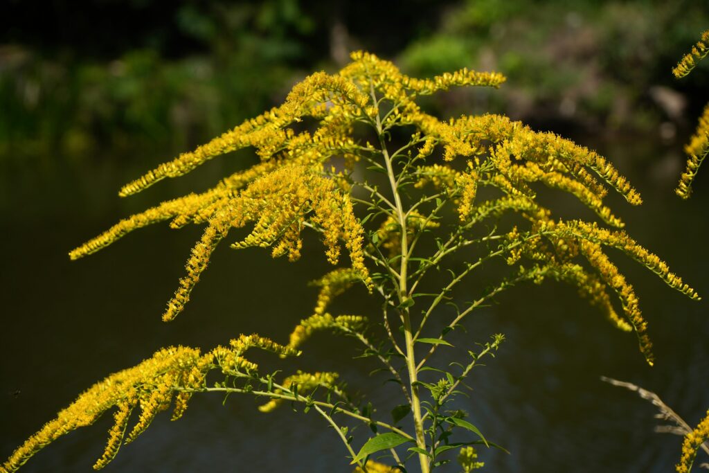Die Goldrute ist gut für die HArnwege und Nieren.