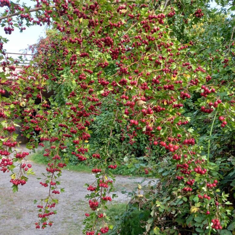 Ein Weissdornbusch, der darauf wartet geerntet zu werden um Marmelade und Gelee zu machen