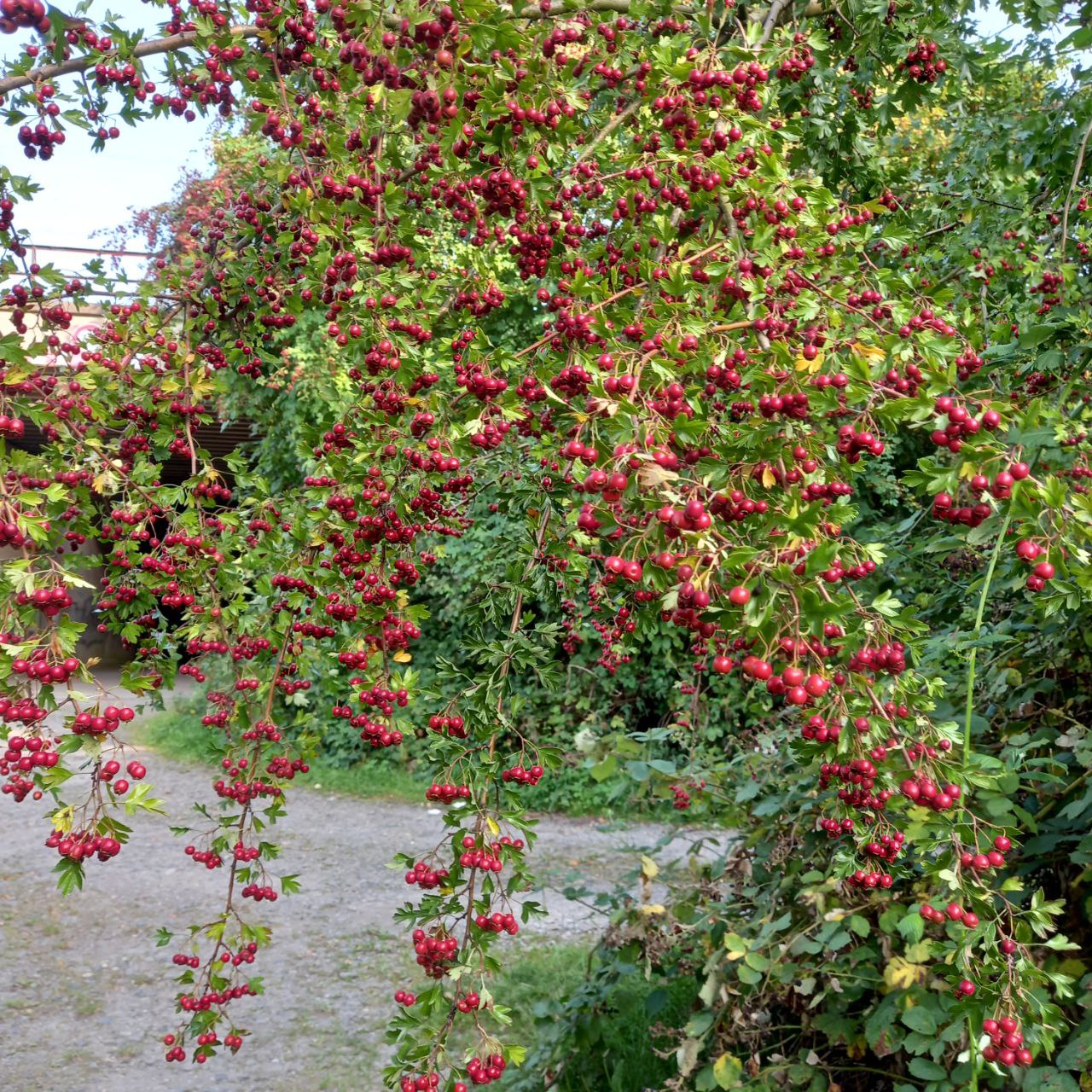 Ein Weissdornbusch, der darauf wartet geerntet zu werden um Marmelade und Gelee zu machen