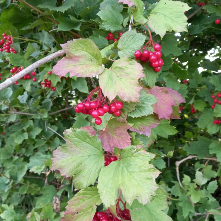 Schneeballbeeren Marmelade selbst gemacht. vorsichtig roh giftig.