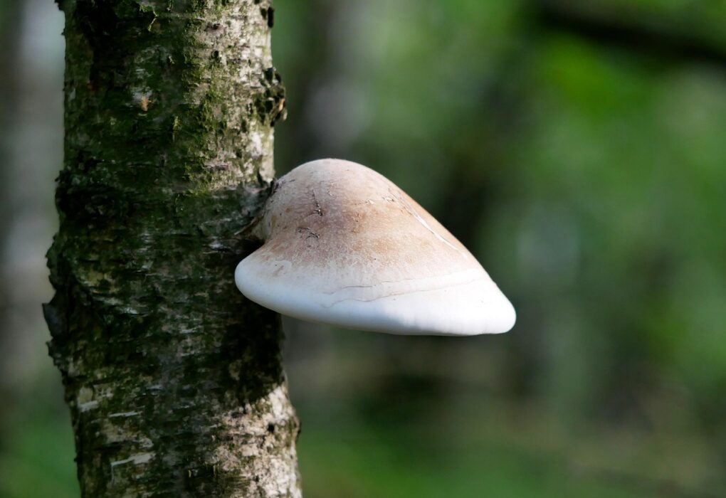 Junger Birkenporling an einer Birke Bild von Stefan P. auf Pixabay