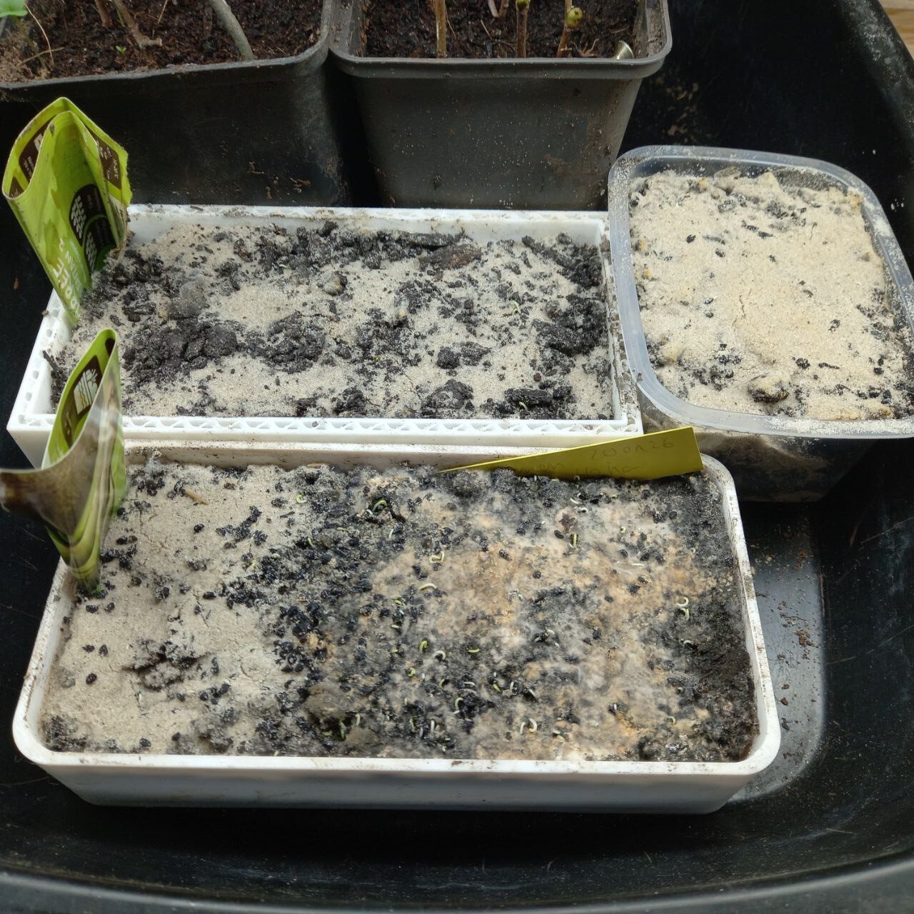 Porree SAmen die mit Agni Hotra Asche 24h vorher behandelt wurden. Und beim aussäen mit Agni Hotra Asche bedeckt wurden.