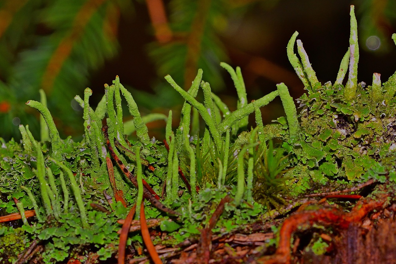 Flechten im Wald Bild von <a href="https://pixabay.com/de/users/jggrz-7998824/?utm_source=link-attribution&utm_medium=referral&utm_campaign=image&utm_content=4528386">Jürgen</a> auf <a href="https://pixabay.com/de//?utm_source=link-attribution&utm_medium=referral&utm_campaign=image&utm_content=4528386">Pixabay</a>