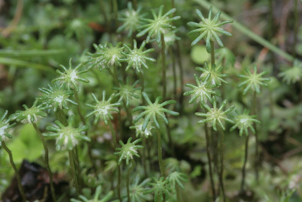 Brunnenlebermoos – Marchantia polymorpha