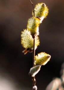 Die Weidenkätzchen im Frühjahr.