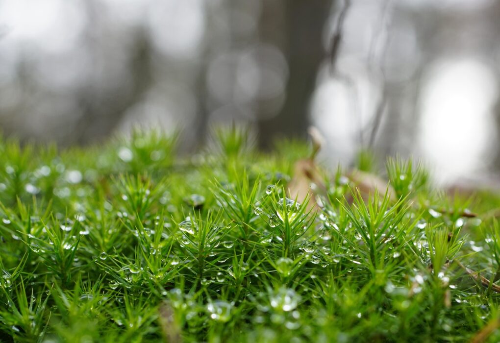 Goldenes Frauenhaarmoos – Polytrichum commune