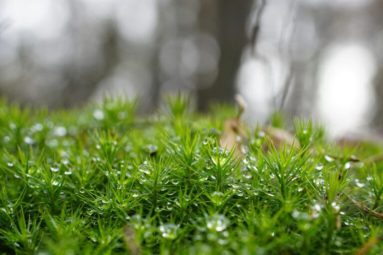 Goldenes Frauenhaarmoos – Polytrichum commune