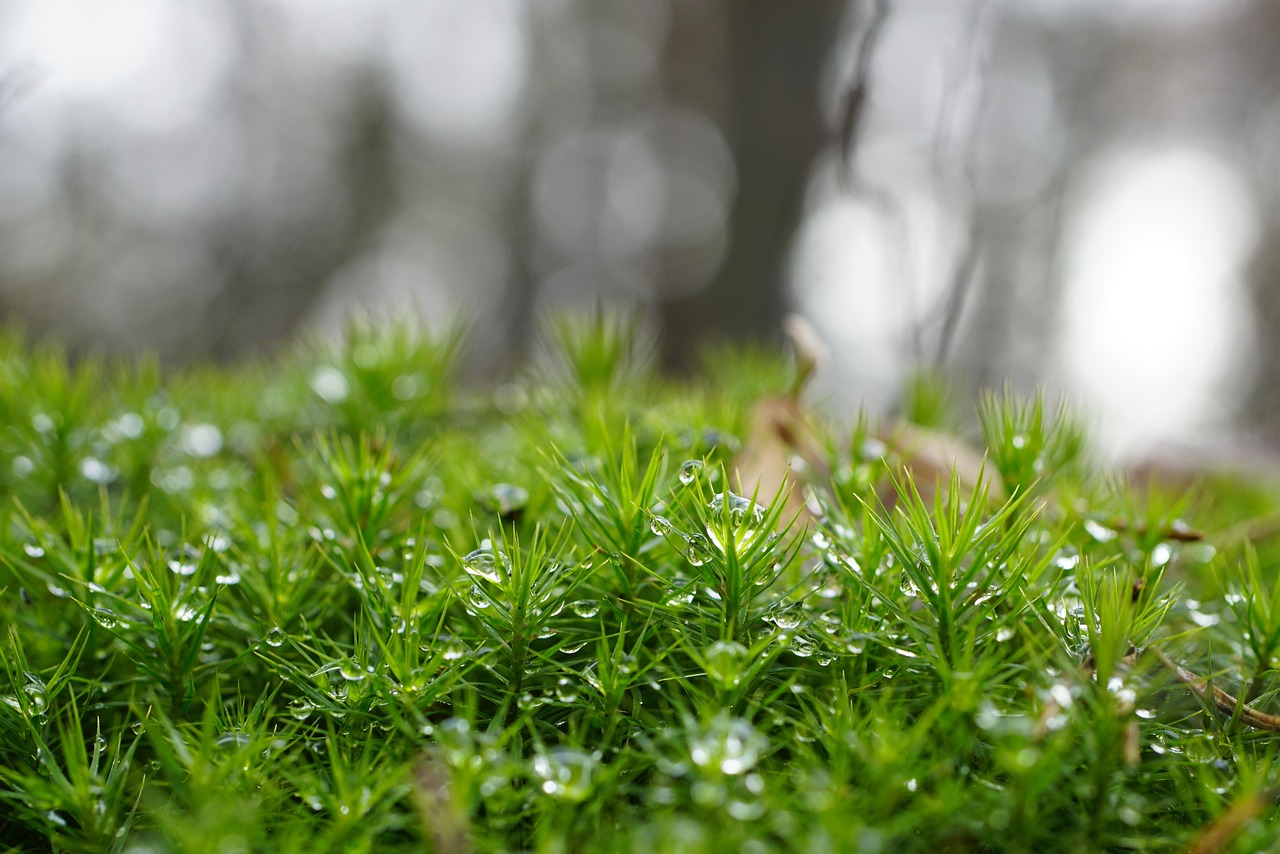 Goldenes Frauenhaarmoos – Polytrichum commune