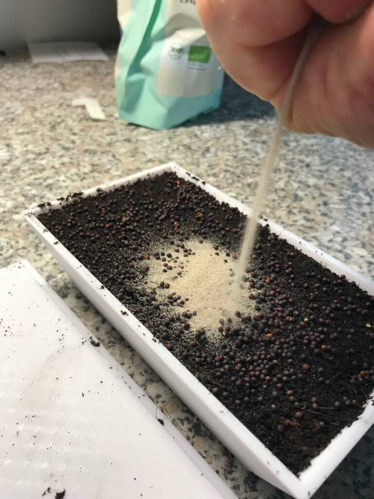 Mikrogreen ohne Schimmel anbauen.