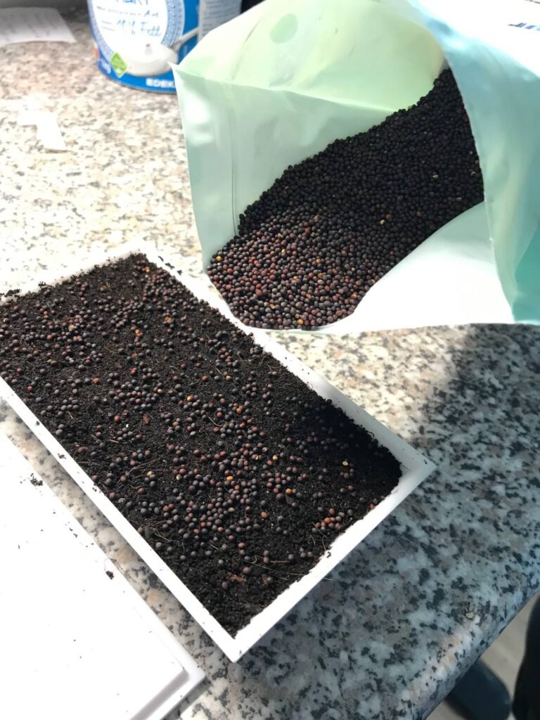 Mikrogreen ohne Schimmel anbauen.