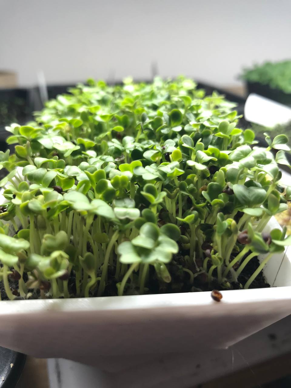 Mikrogreen ohne Schimmel anbauen.