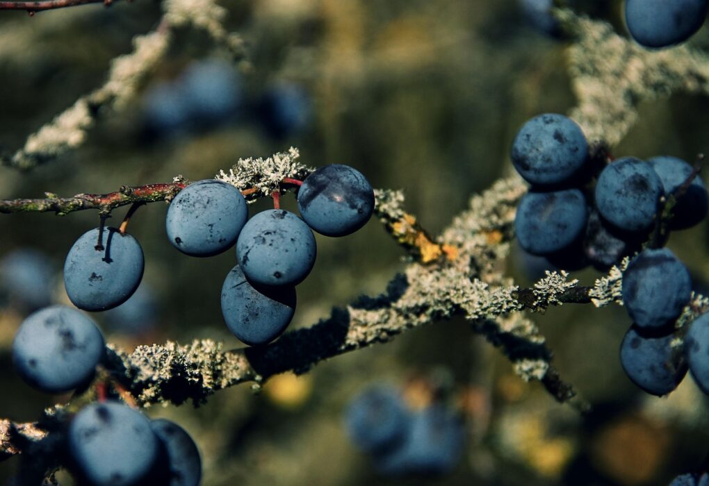 Schlehe Prunus spinosa weiße Blüten Frühling