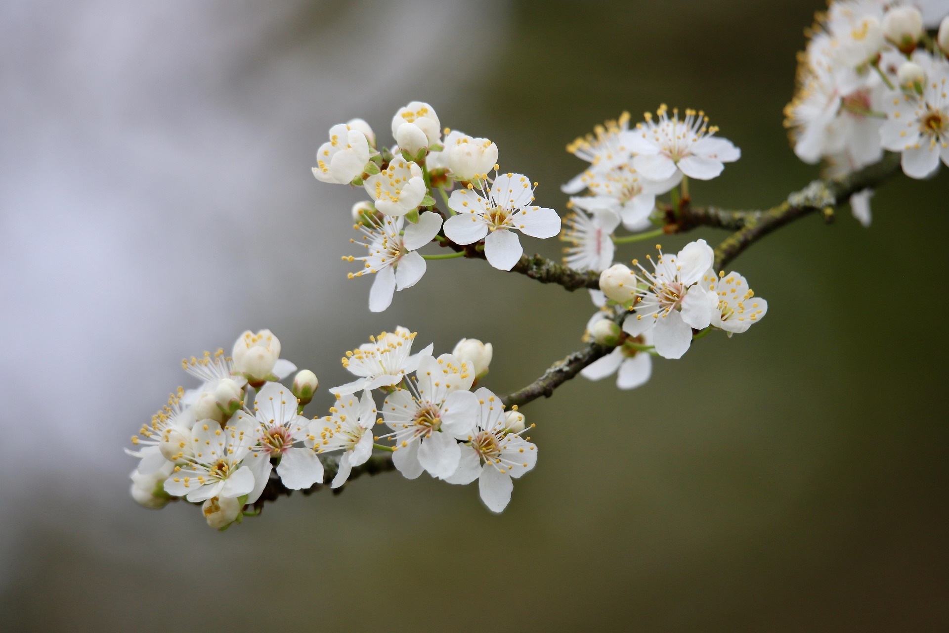 Schlehe Prunus spinosa weiße Blüten Frühling