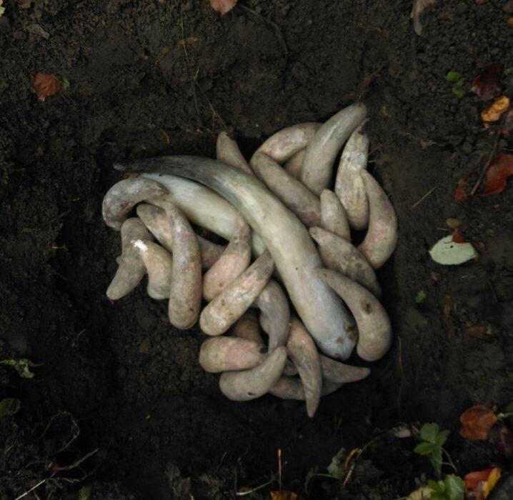 Biodynamischer Hornmist eingegraben. Copyright The Garden in the Woods.