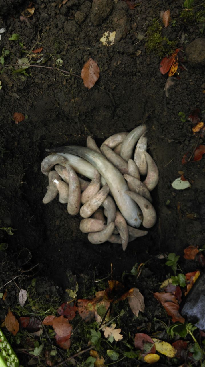 Biodynamischer Hornmist eingegraben. Copyright The Garden in the Woods.